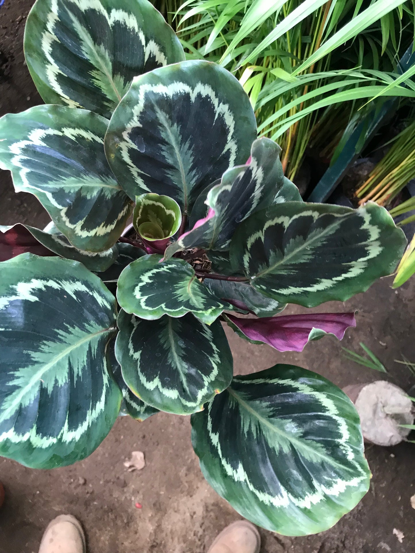 Calathea Medallion