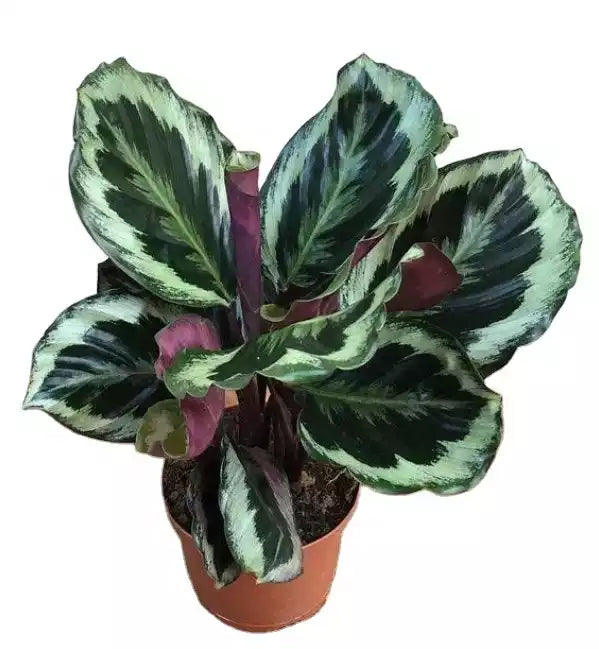 Calathea Marion