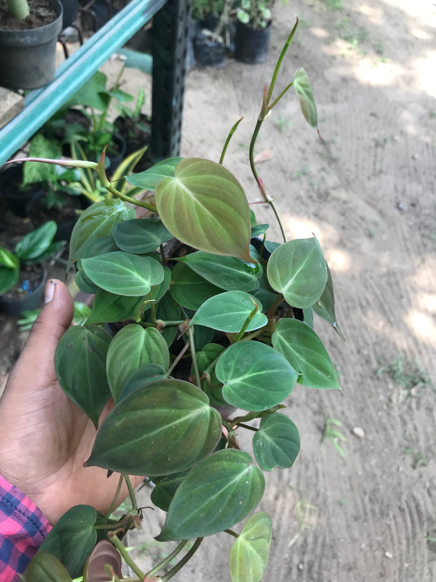 Philodendron Micans