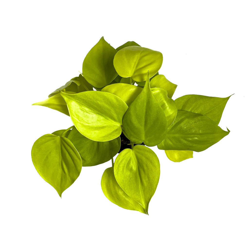 Philodendron Cordatum Limon