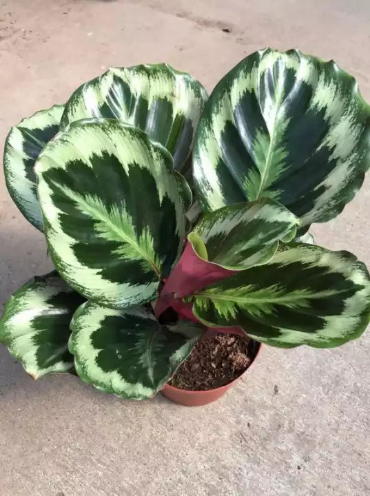 Calathea Marion