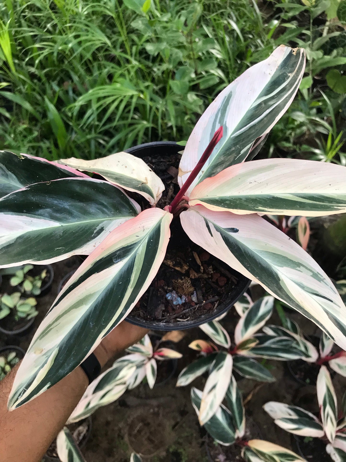 Calathea Triostar