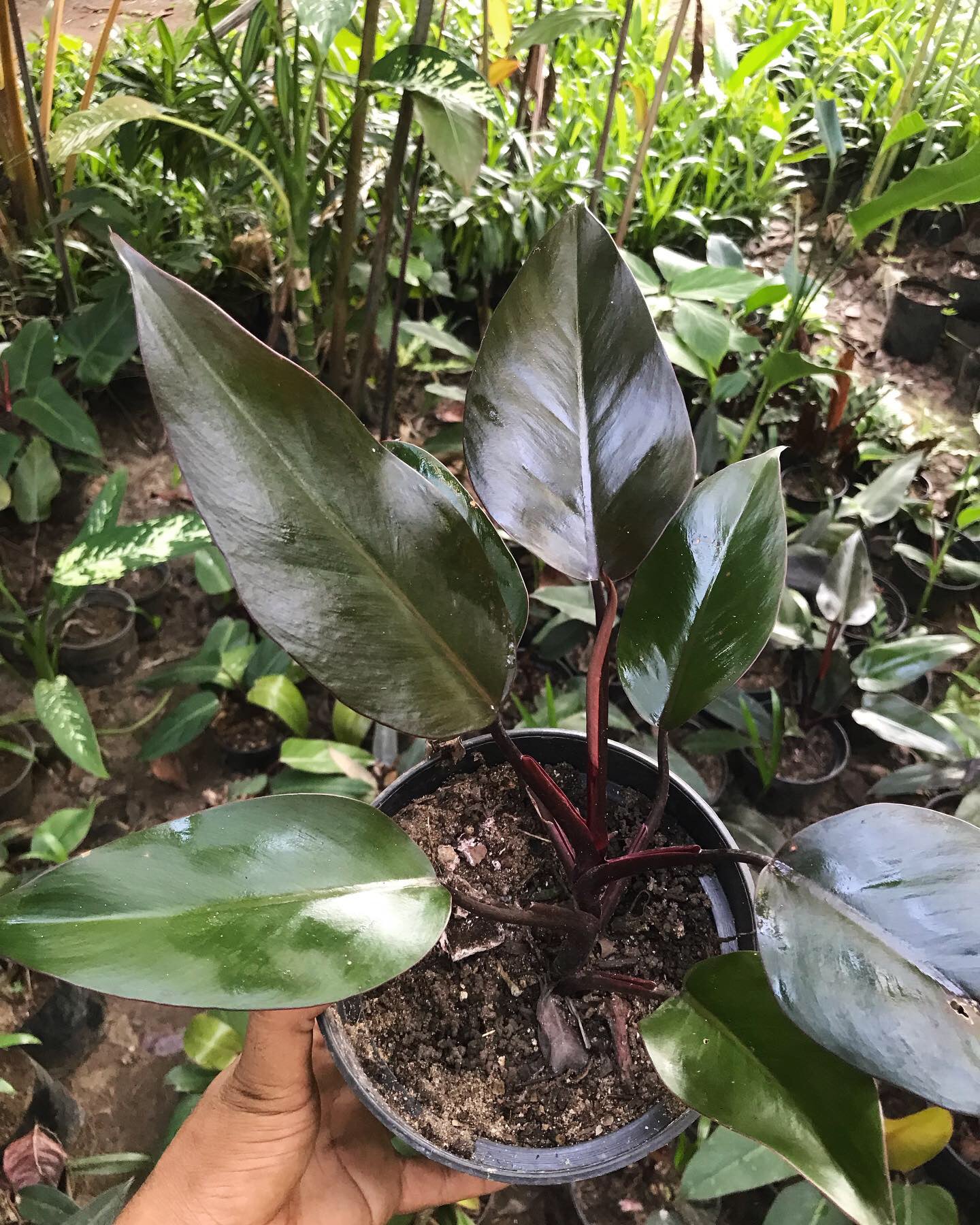 Philodendron Black Majesty