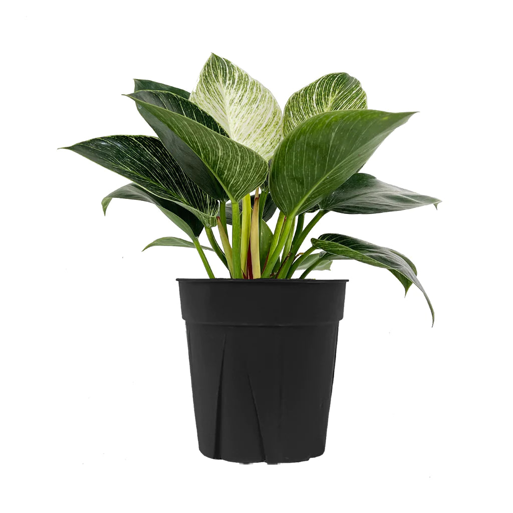philodendron birkin significado Philodendron Birkin - Planta Tropical Rayas Blancas