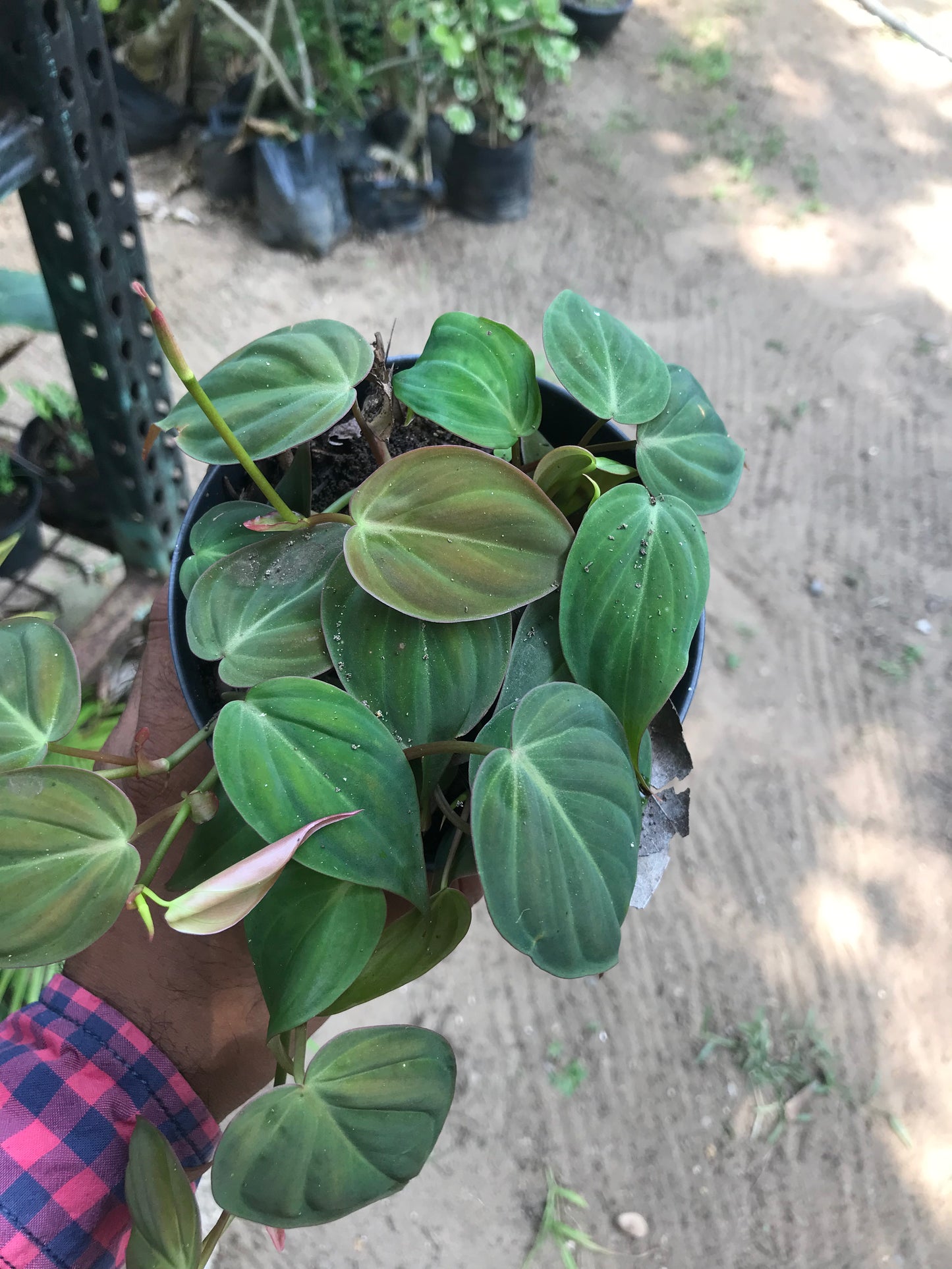 Philodendron Micans
