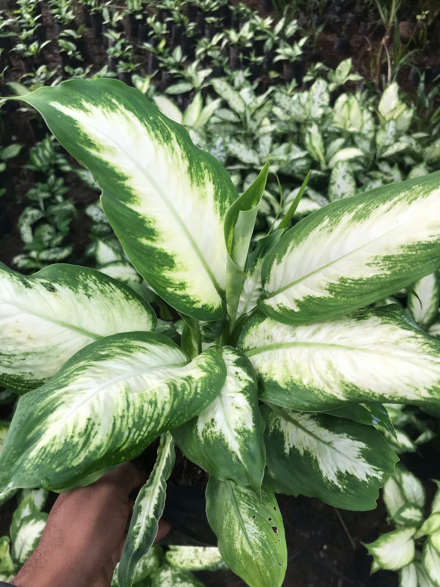 Dieffenbachia Mariana