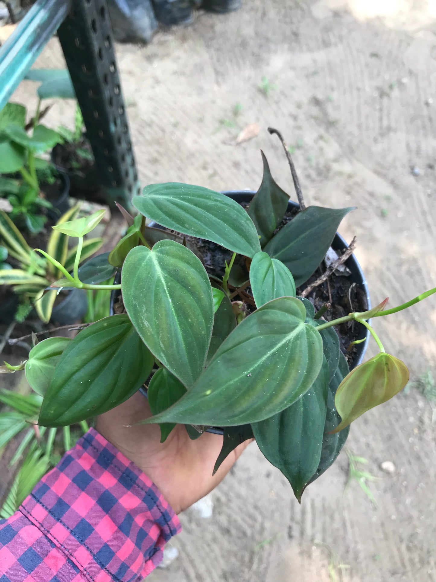 Philodendron Micans