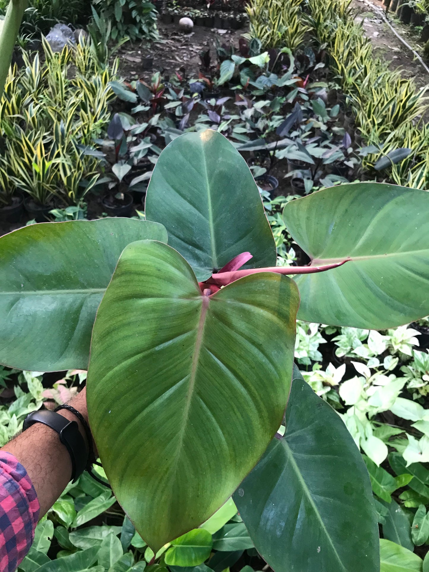 Philodendron Erubescens Red
