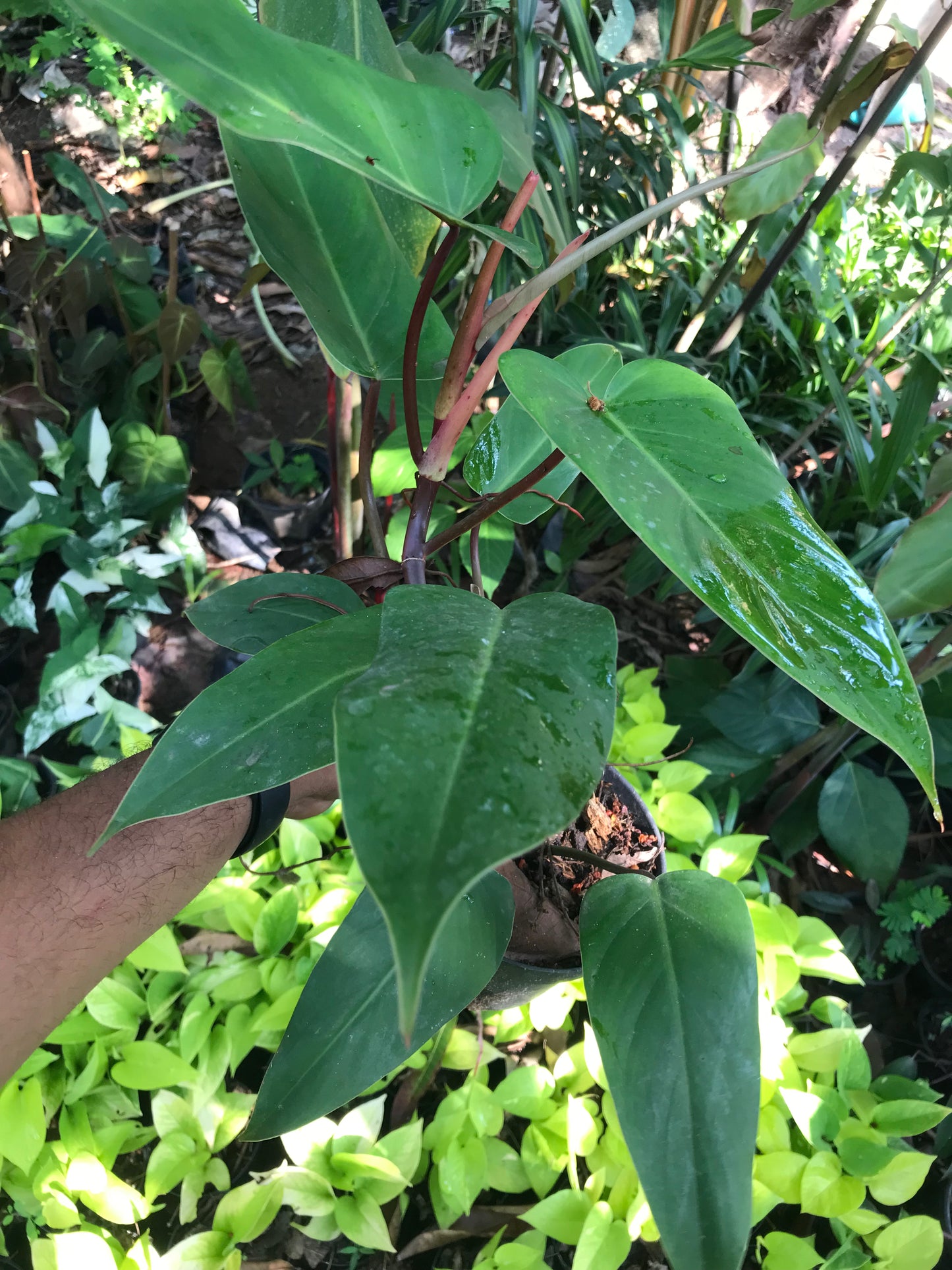 Philodendron Red Emerald
