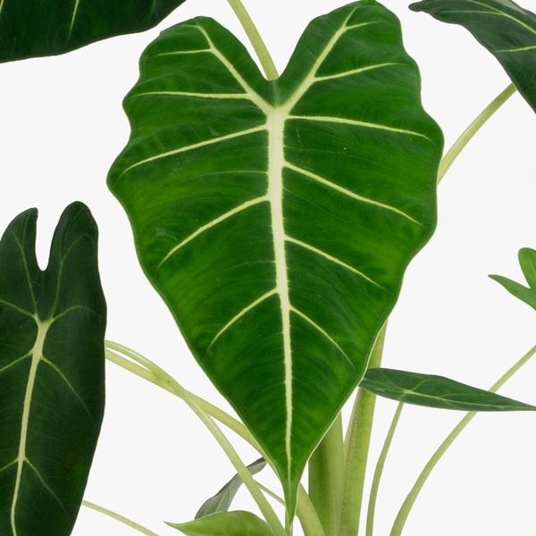 Alocasia Frydek