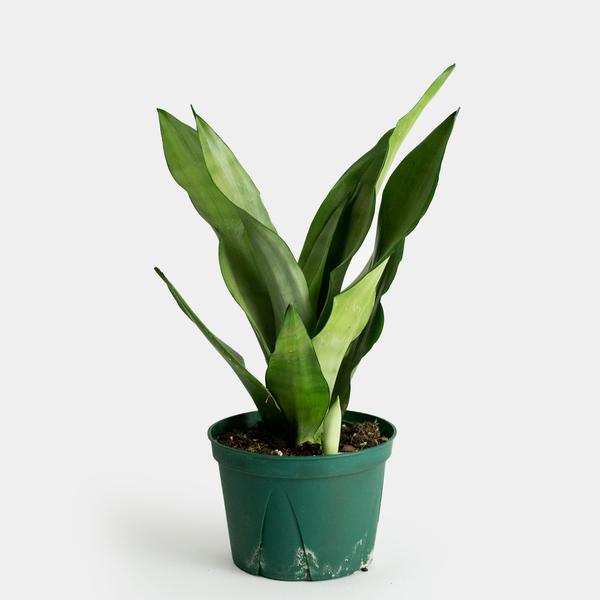 Sansevieria Moonshine