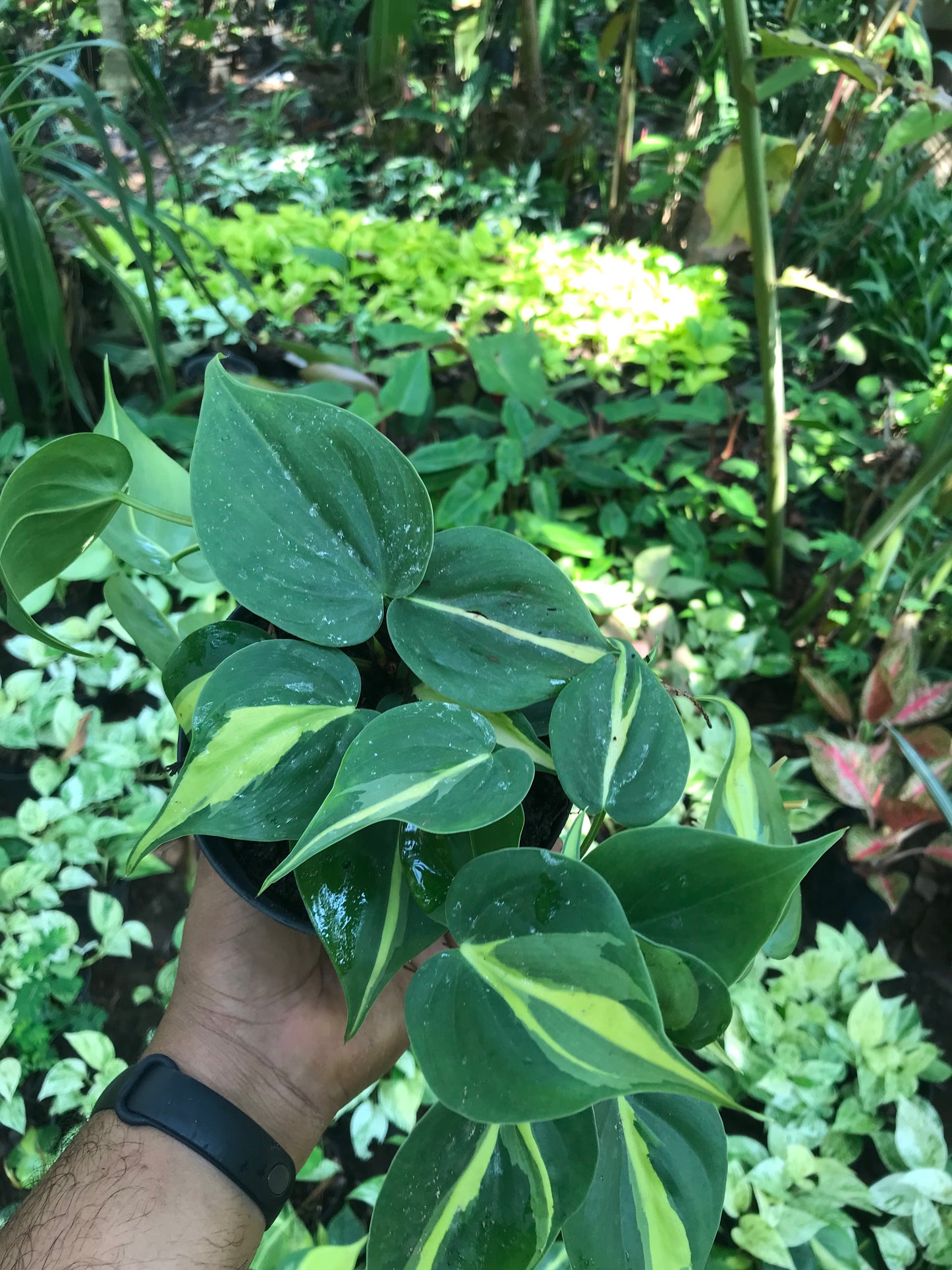 Philodendron Brasil