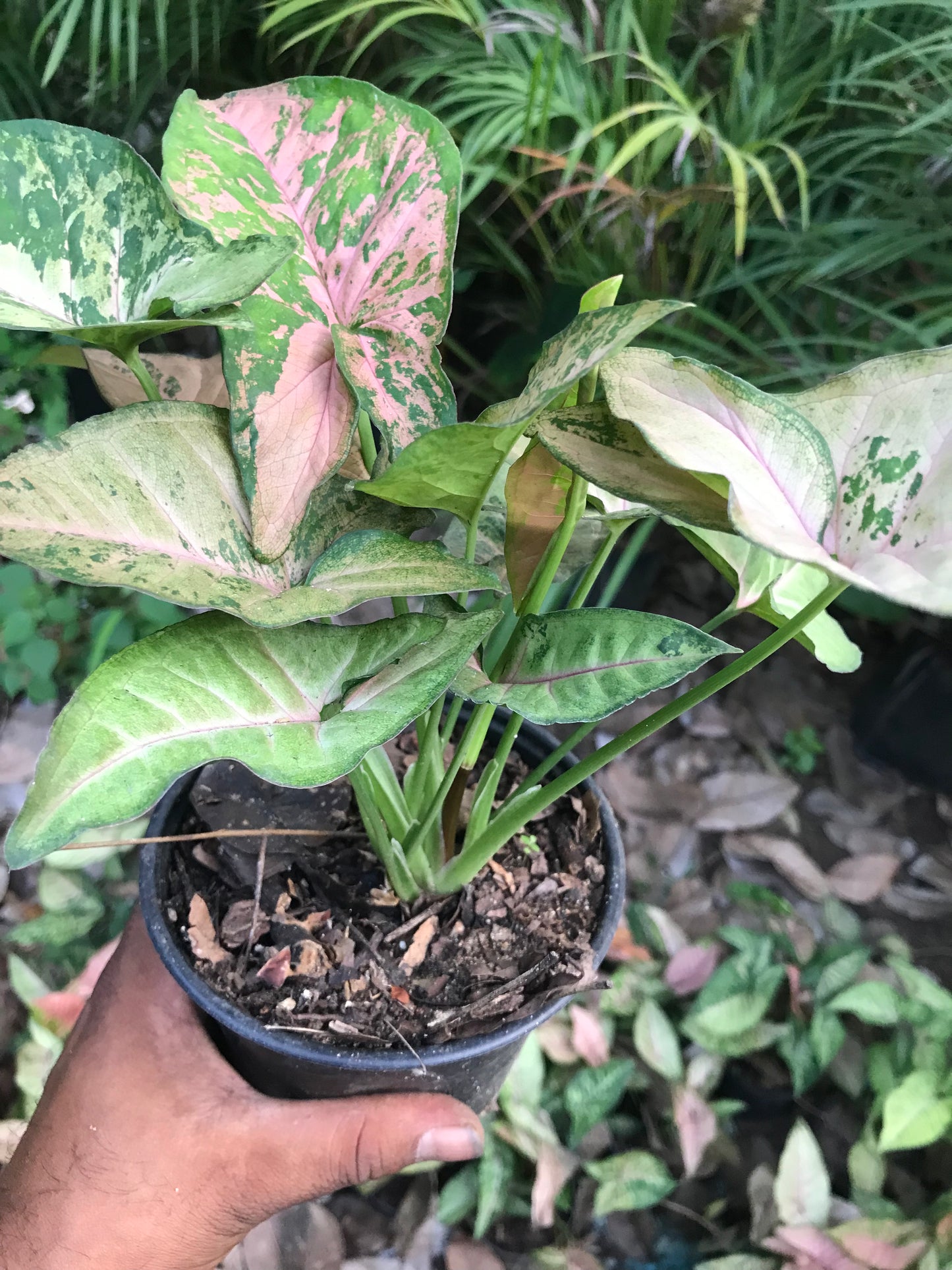 Syngonium Pink Flecked