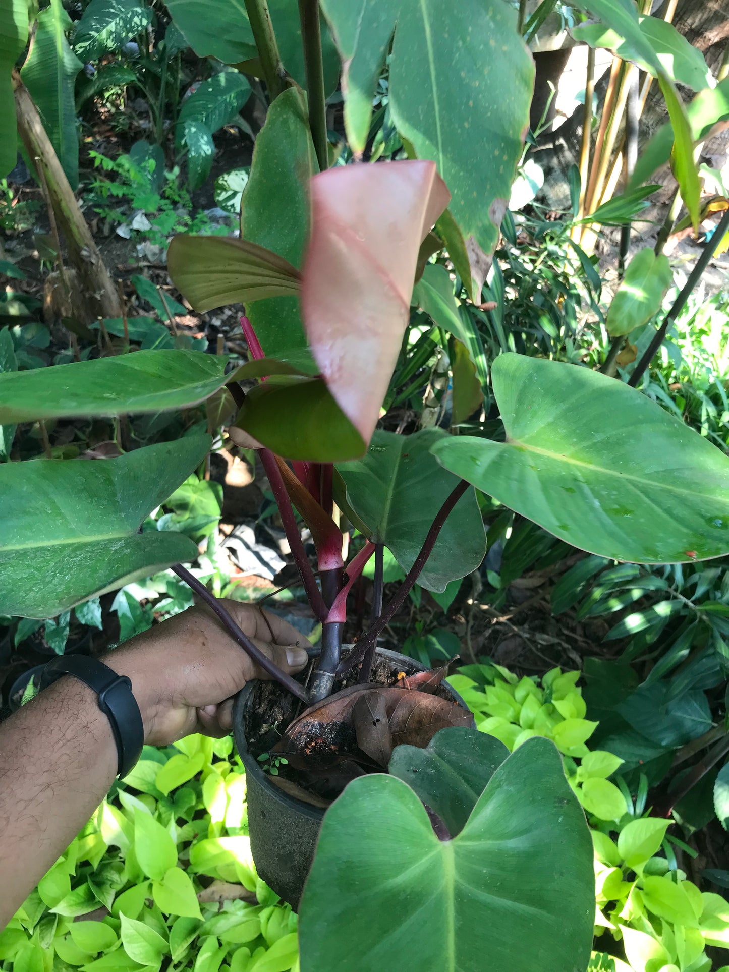 Philodendron Erubescens Red