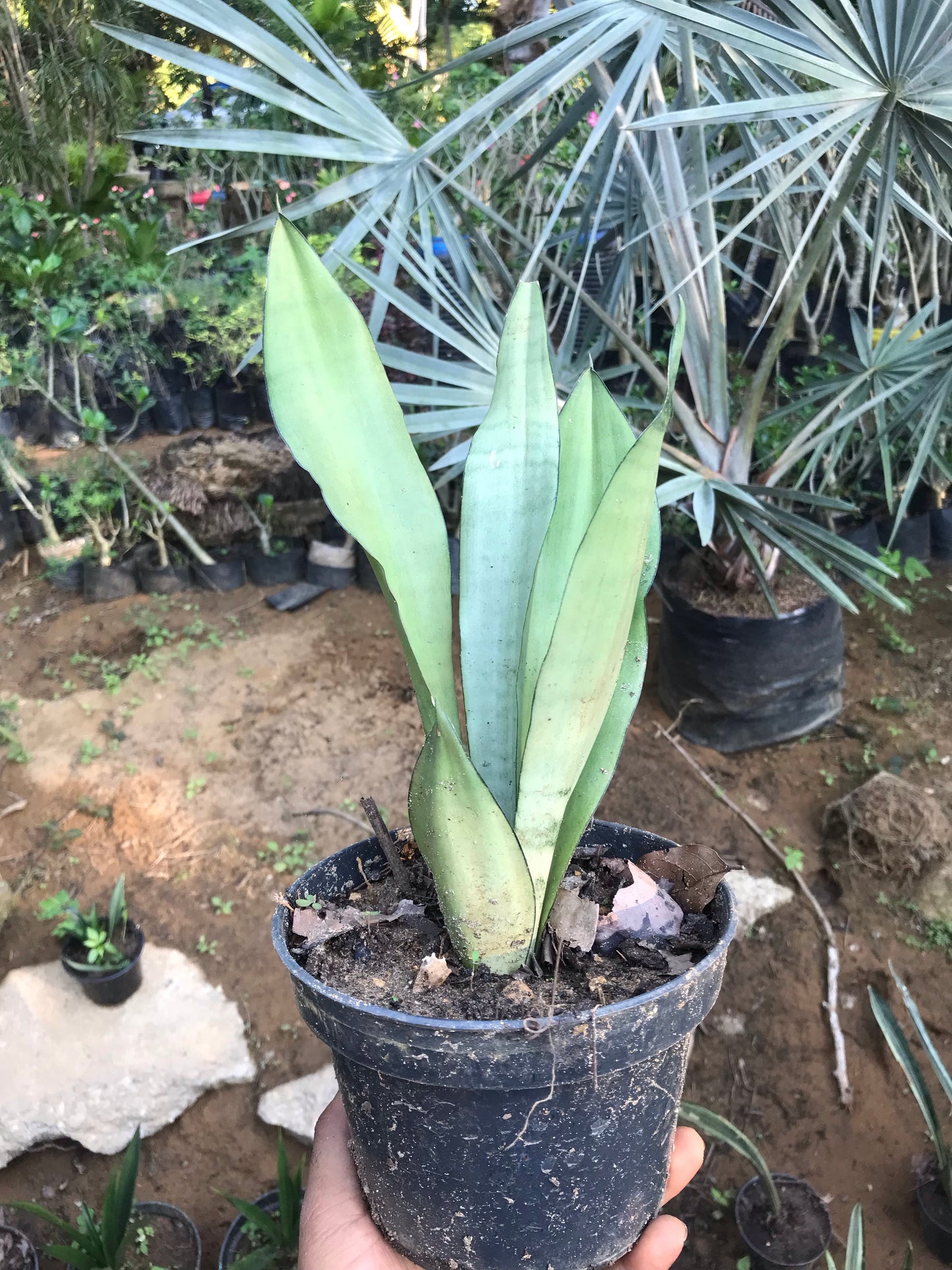 Sansevieria Moonshine