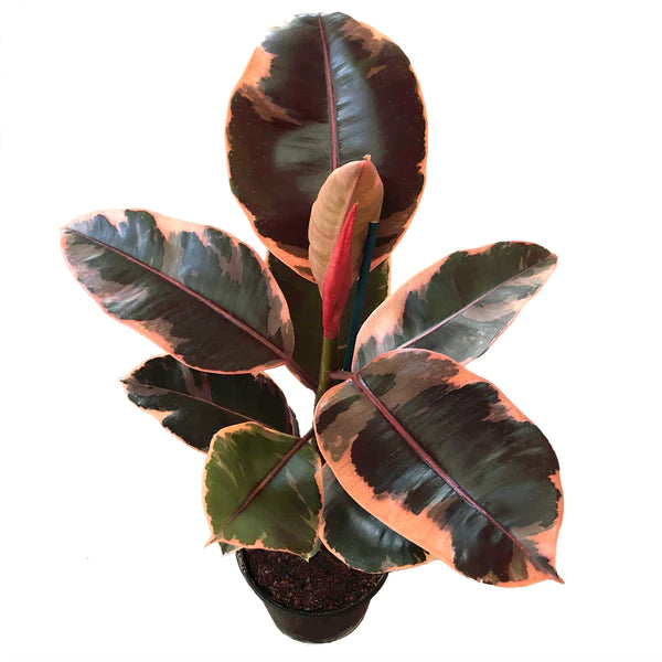 Ficus Ruby