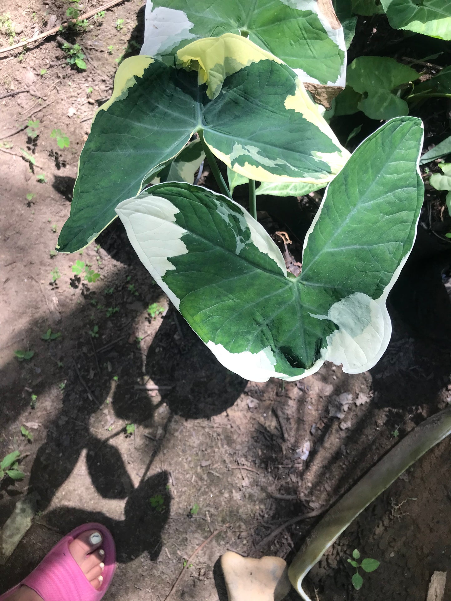 Alocasia Mariposa
