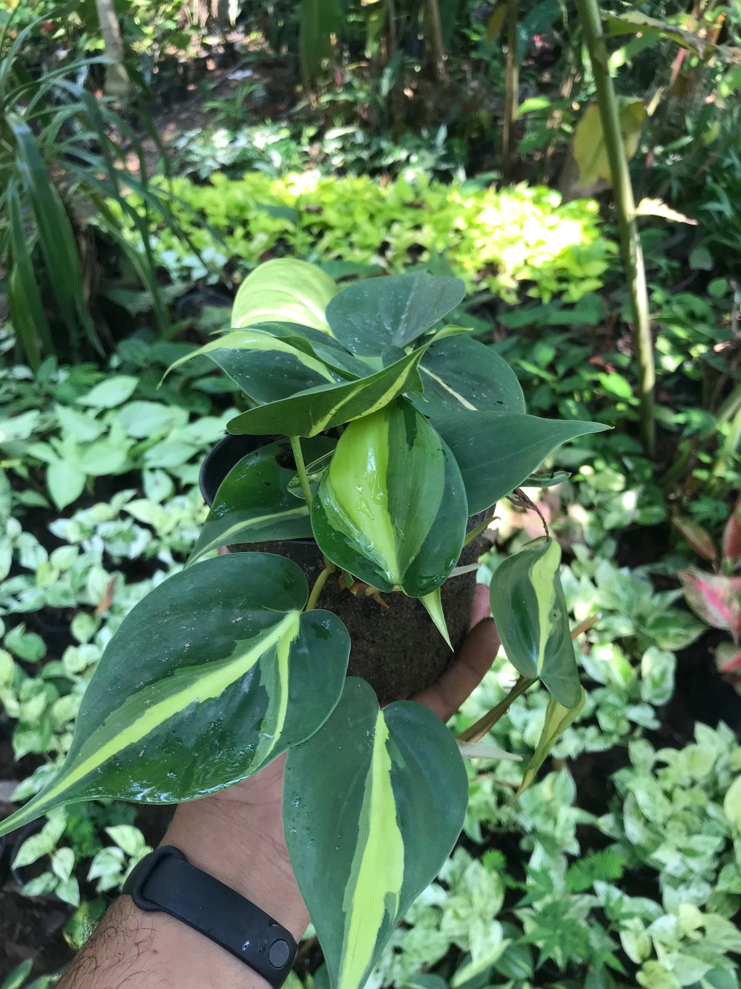 Philodendron Brasil