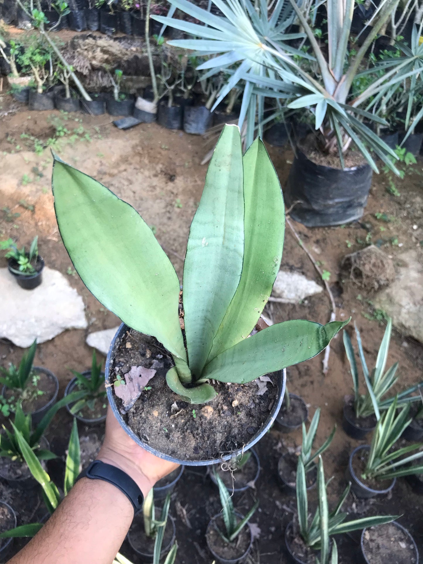 Sansevieria Moonshine