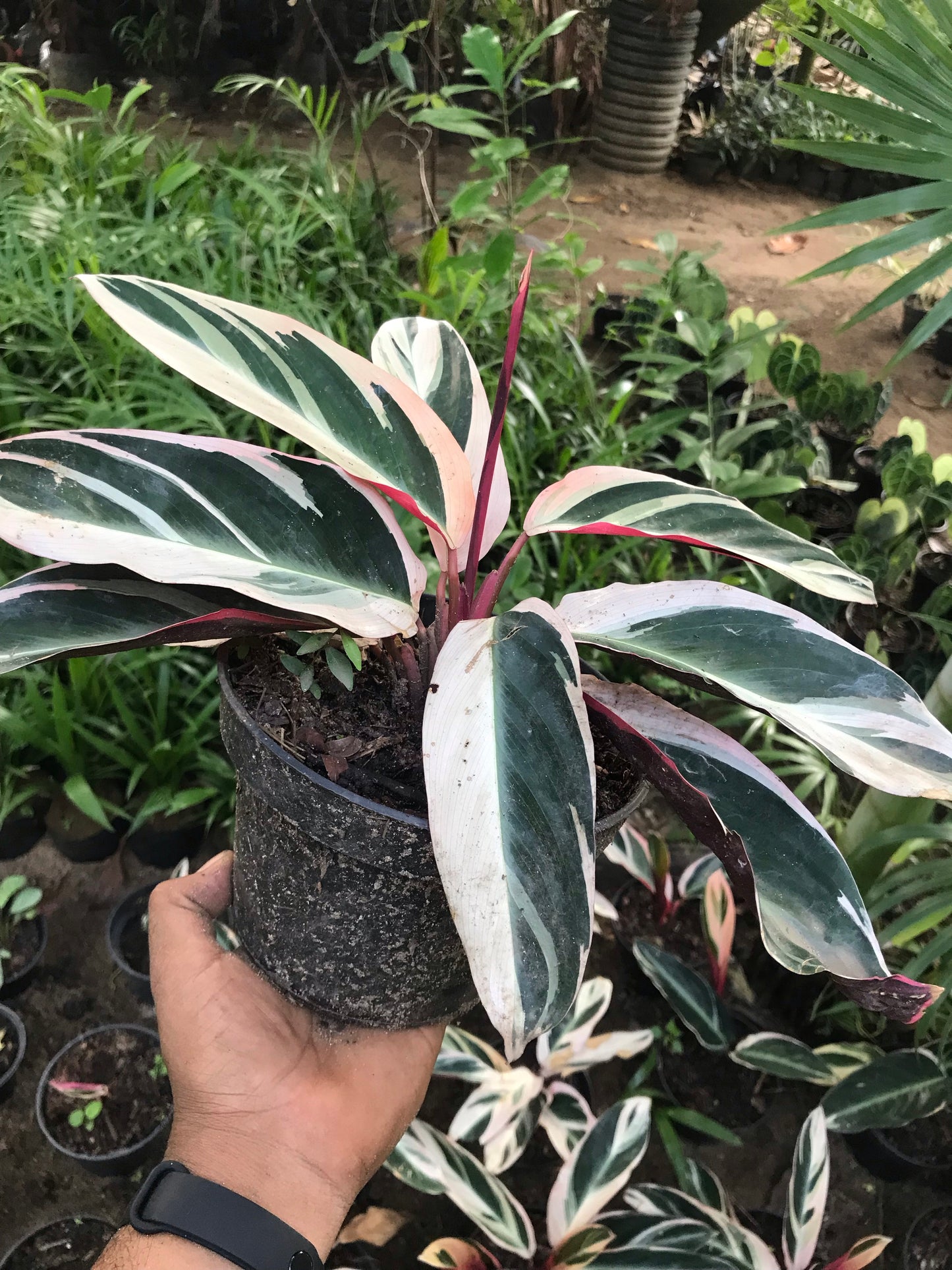 Calathea Triostar