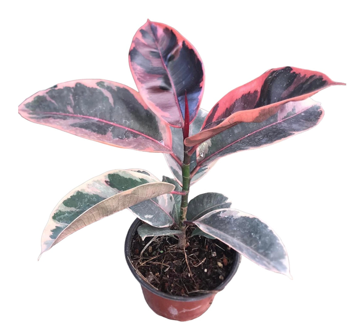 Ficus Ruby