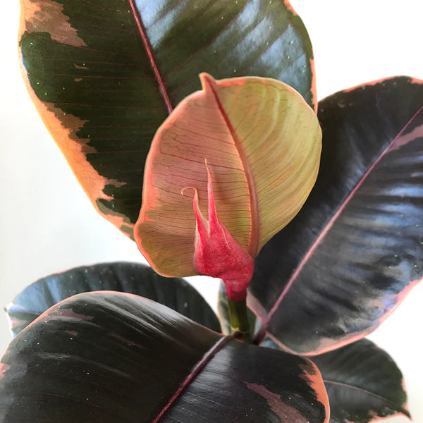 Ficus Ruby