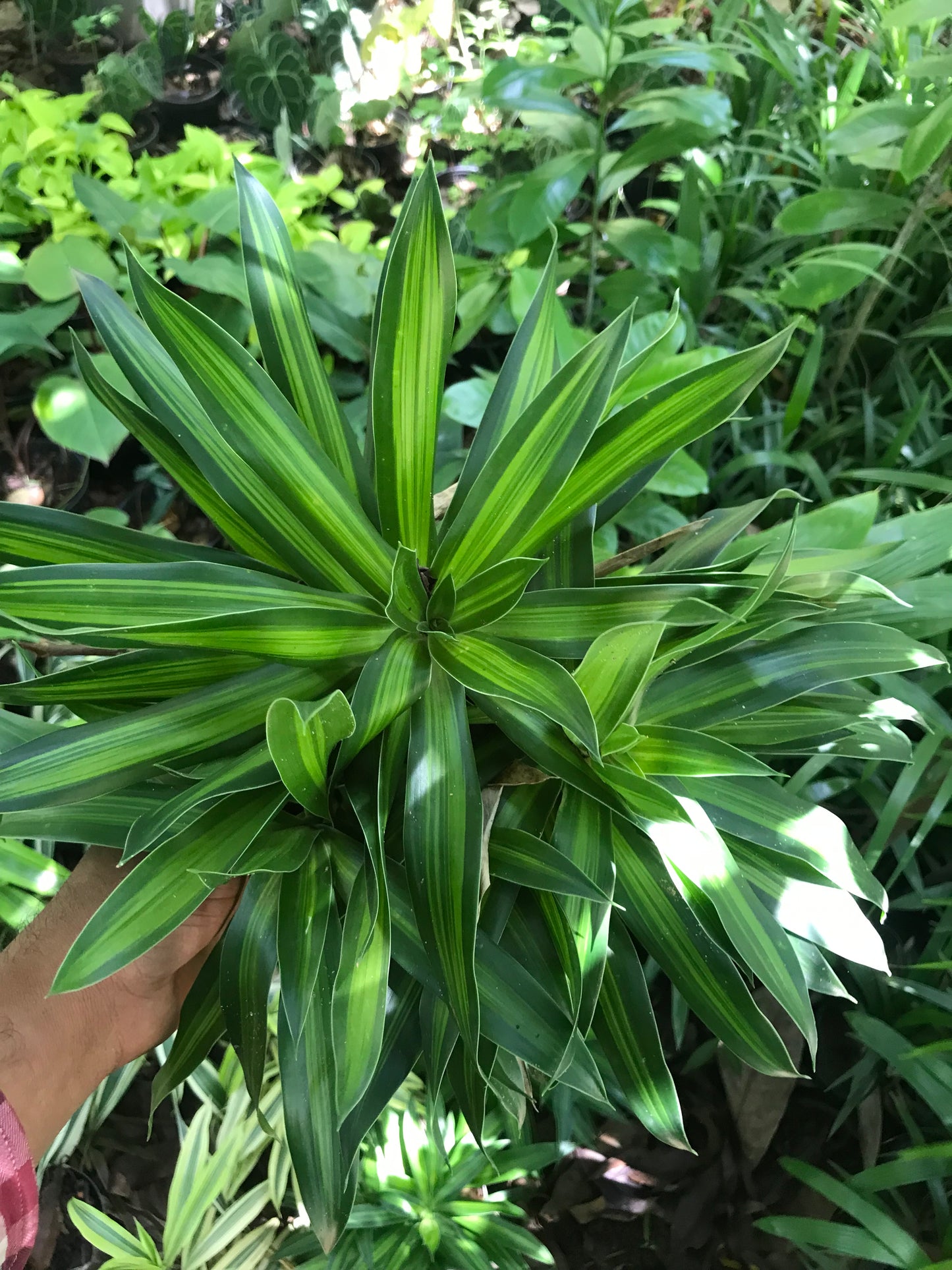 Dracena Reflexa / Canción de Jamaica