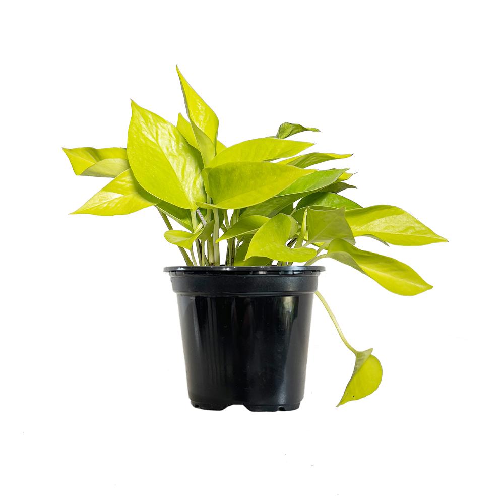 pothos neon cuidados Pothus Neón – Viveros Girasol
