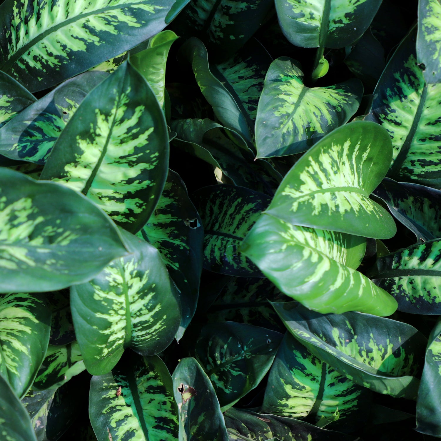 Dieffenbachia