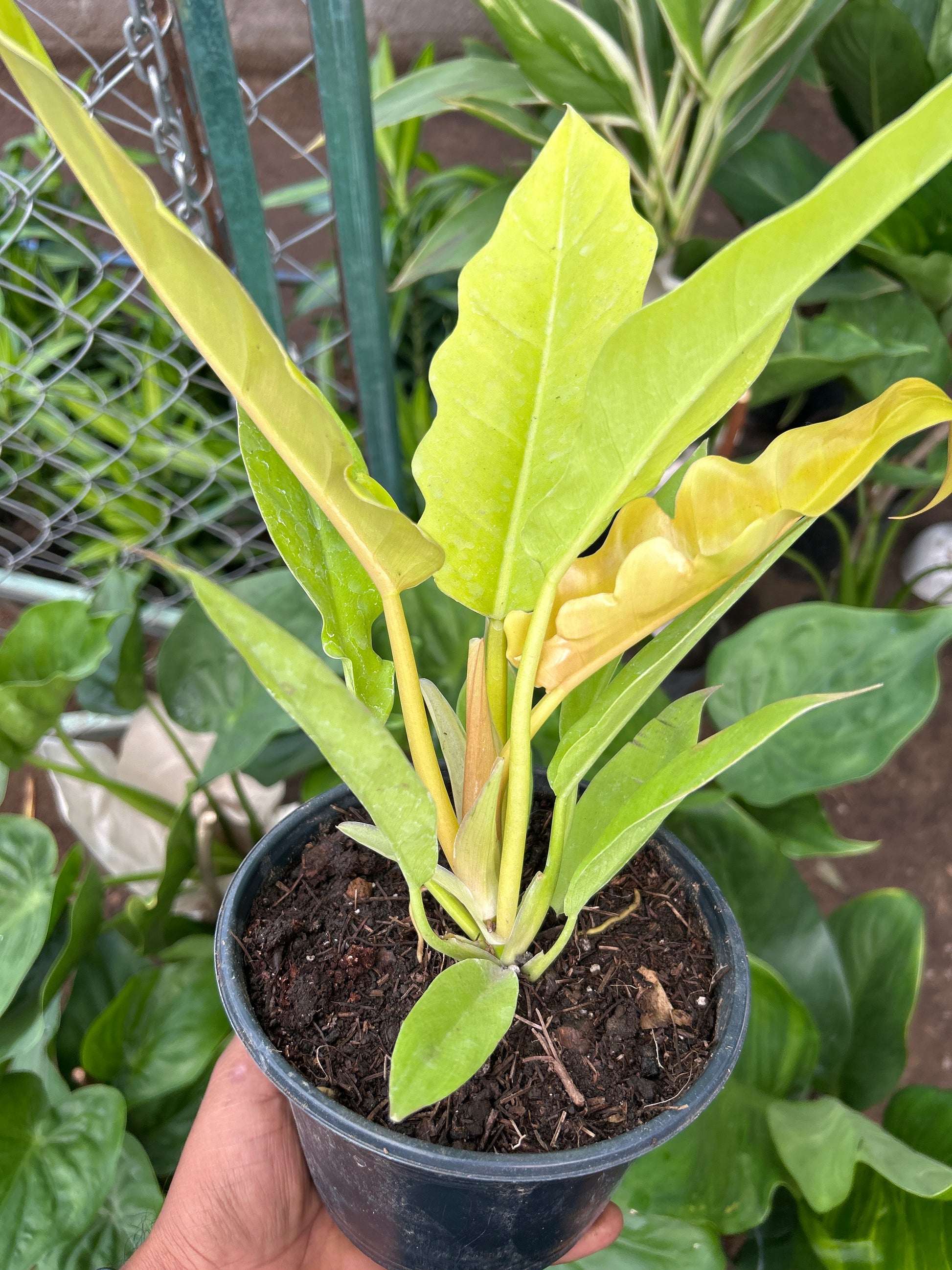 philodendron gergaji golden gator Philodendron Golden Crocodile - Planta Tropical de Textura Única