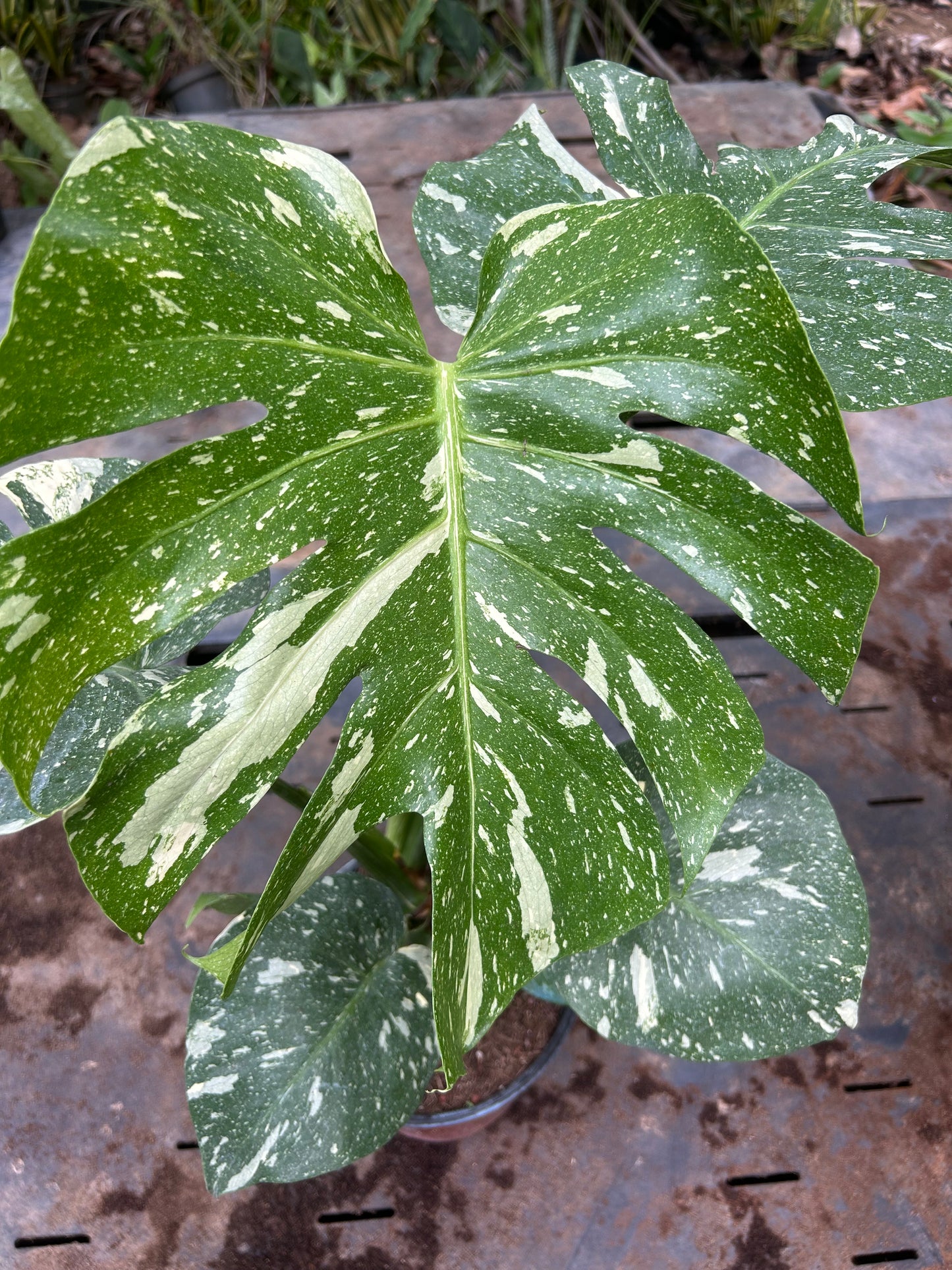 Monstera Thai Constellation