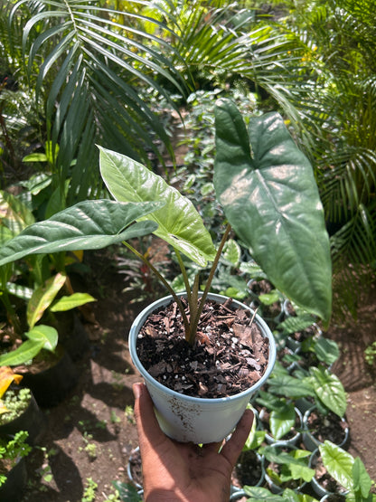 Alocasia Heterophylla “Corazón”