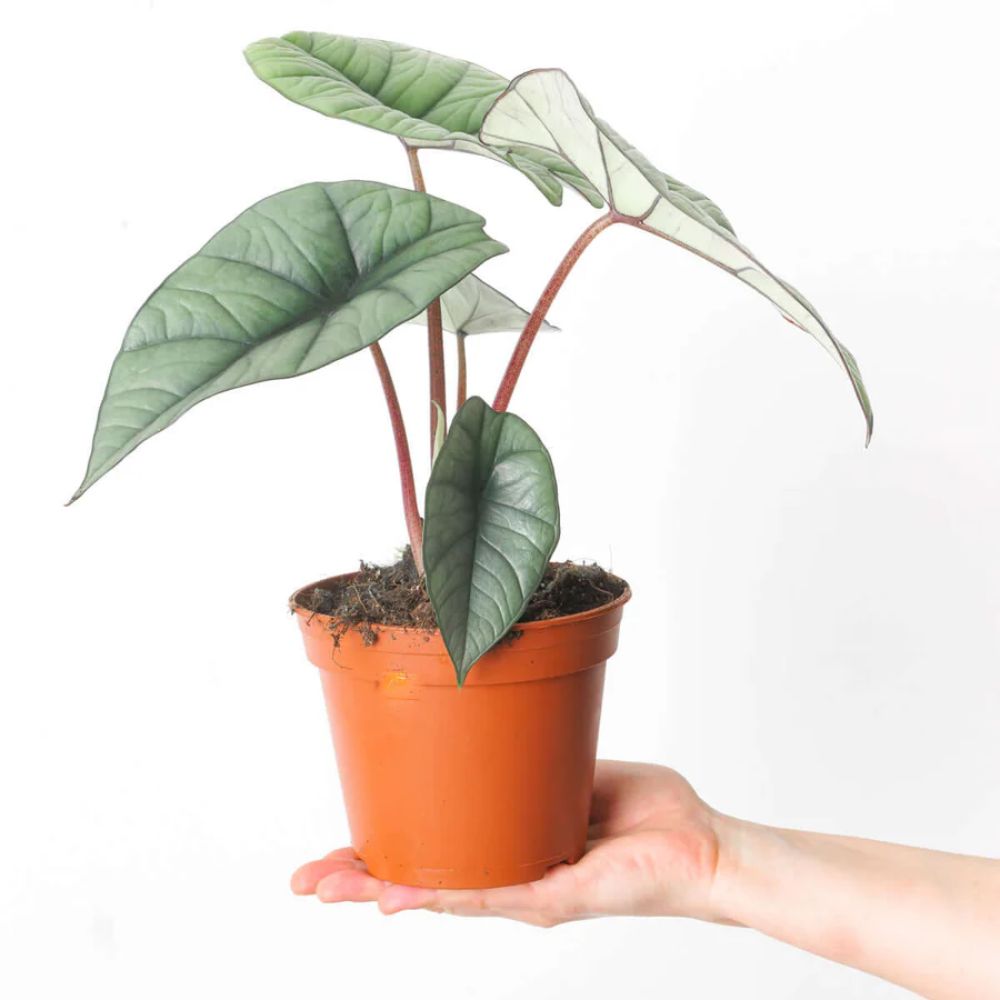 Alocasia Baginda Platinum