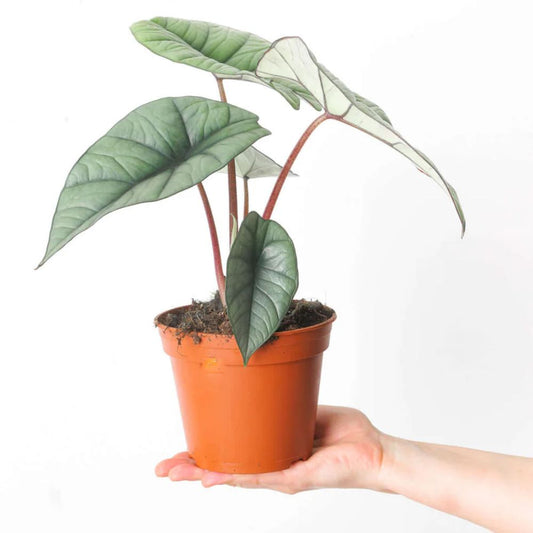 Alocasia Baginda Platinum
