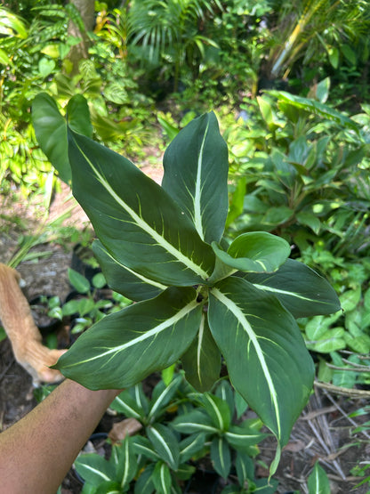 Dieffenbachia Green Magic