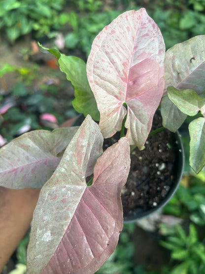 Syngonium Pink Spot