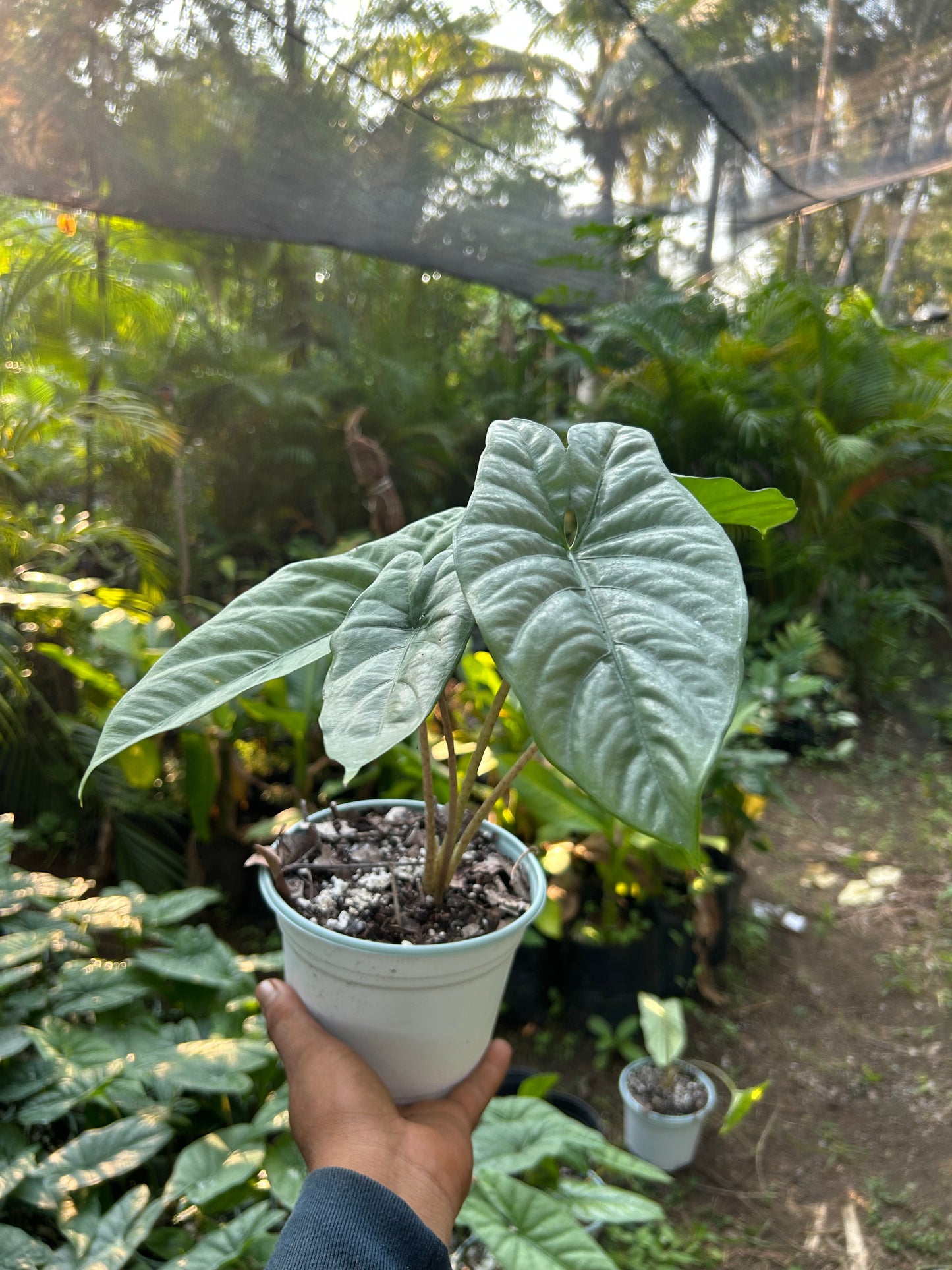 Alocasia Heterophylla “Corazón”
