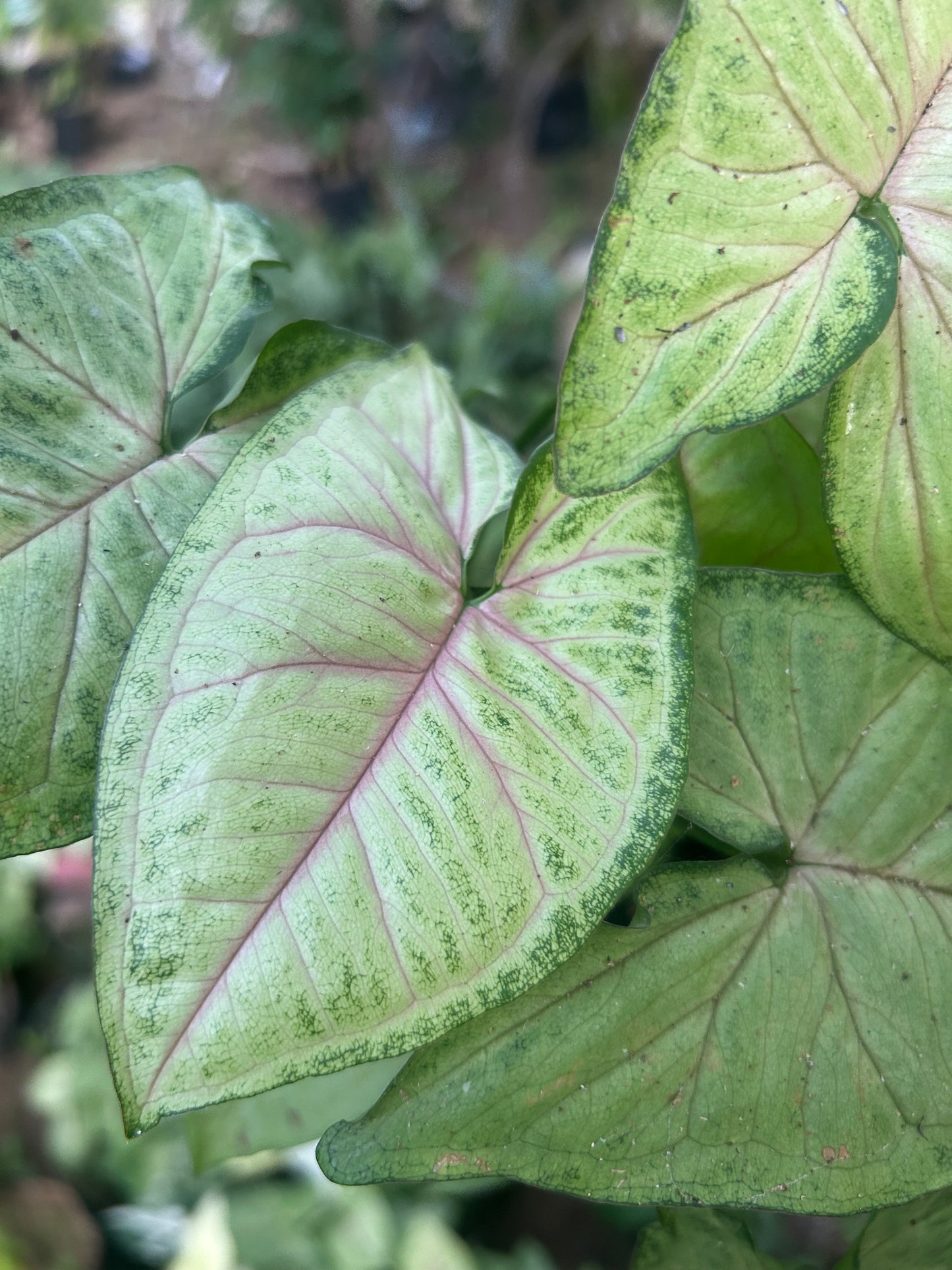 Syngonium podophyllum 'Berry Allusion'