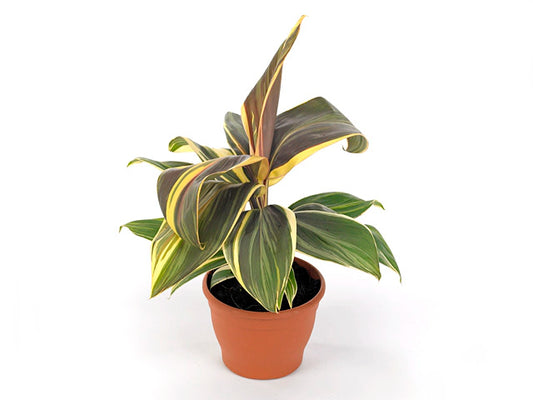 Dracena Chocolate Queen