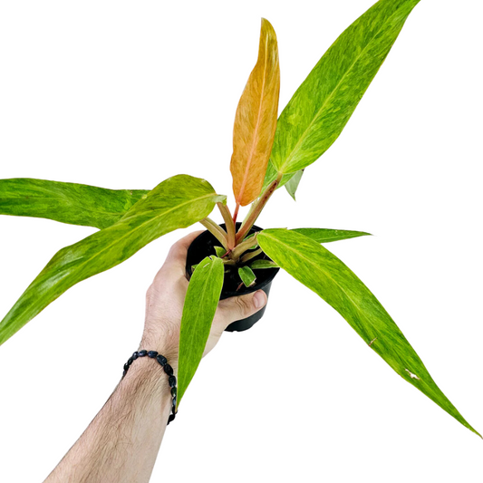 Philodendron Orange Marmalade
