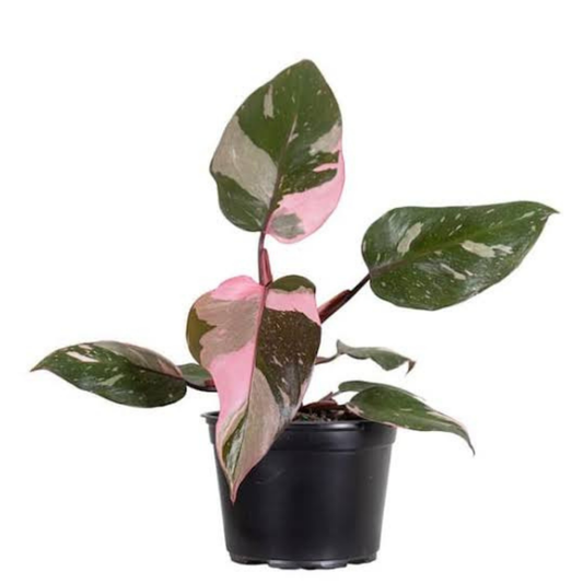 Philodendron Pink Princess