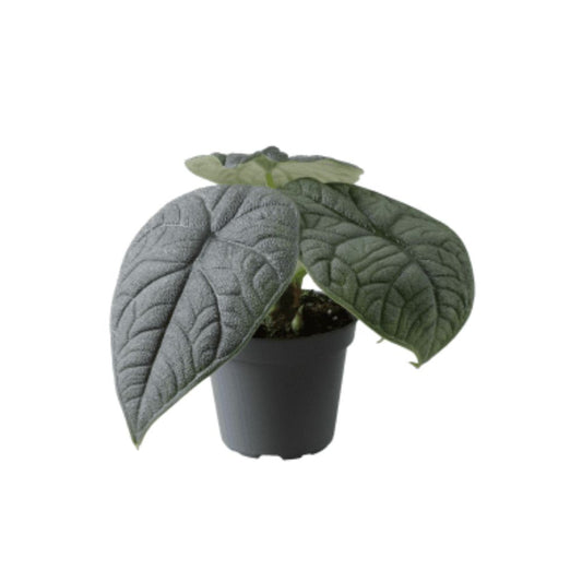 Alocasia Melo