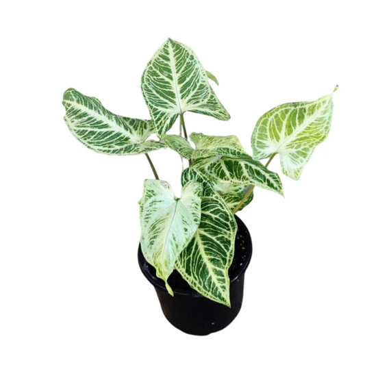 Syngonium Batik