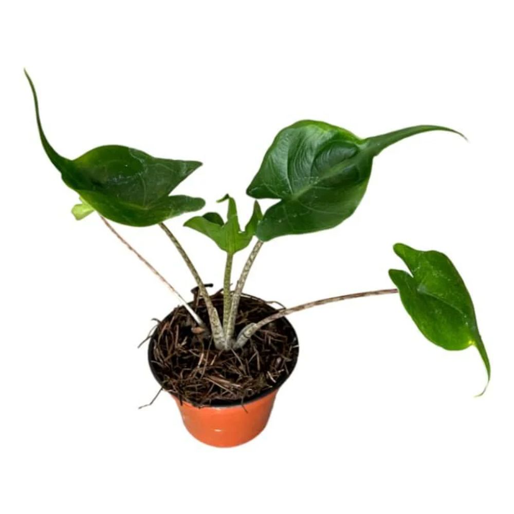 Alocasia Stingray
