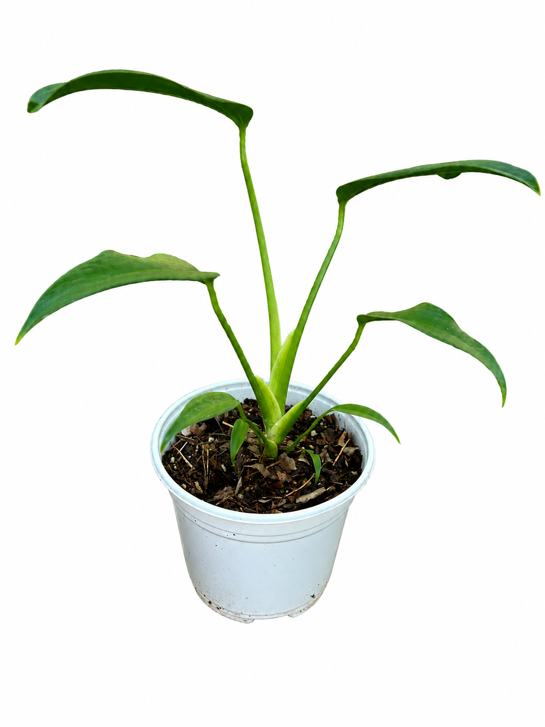 Monstera Burle Marx Flame