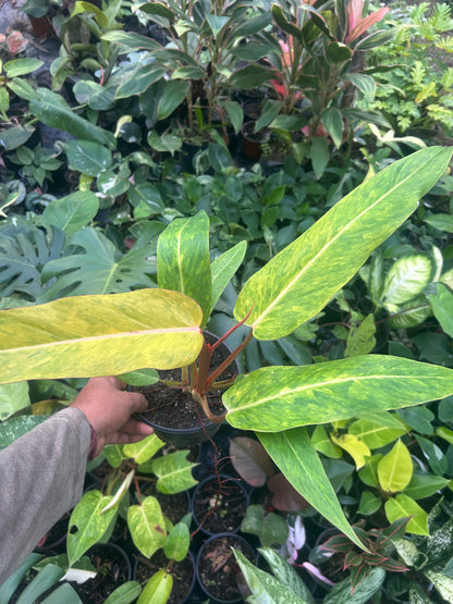 Philodendron Orange Marmalade
