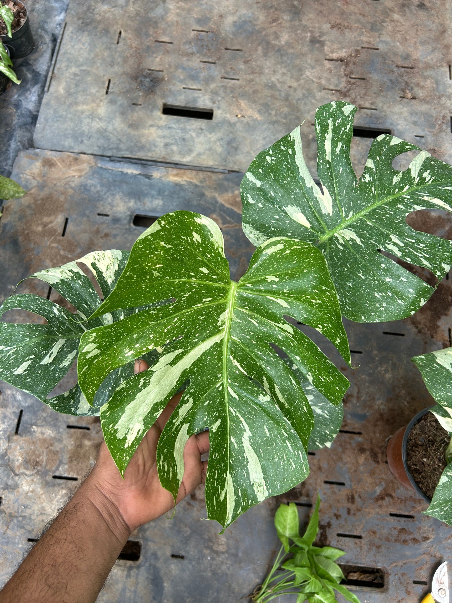 Monstera Thai Constellation