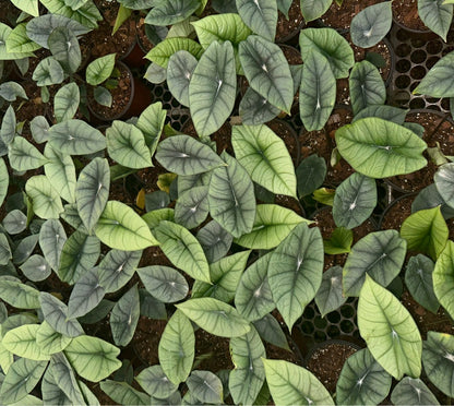Alocasia Baginda Platinum