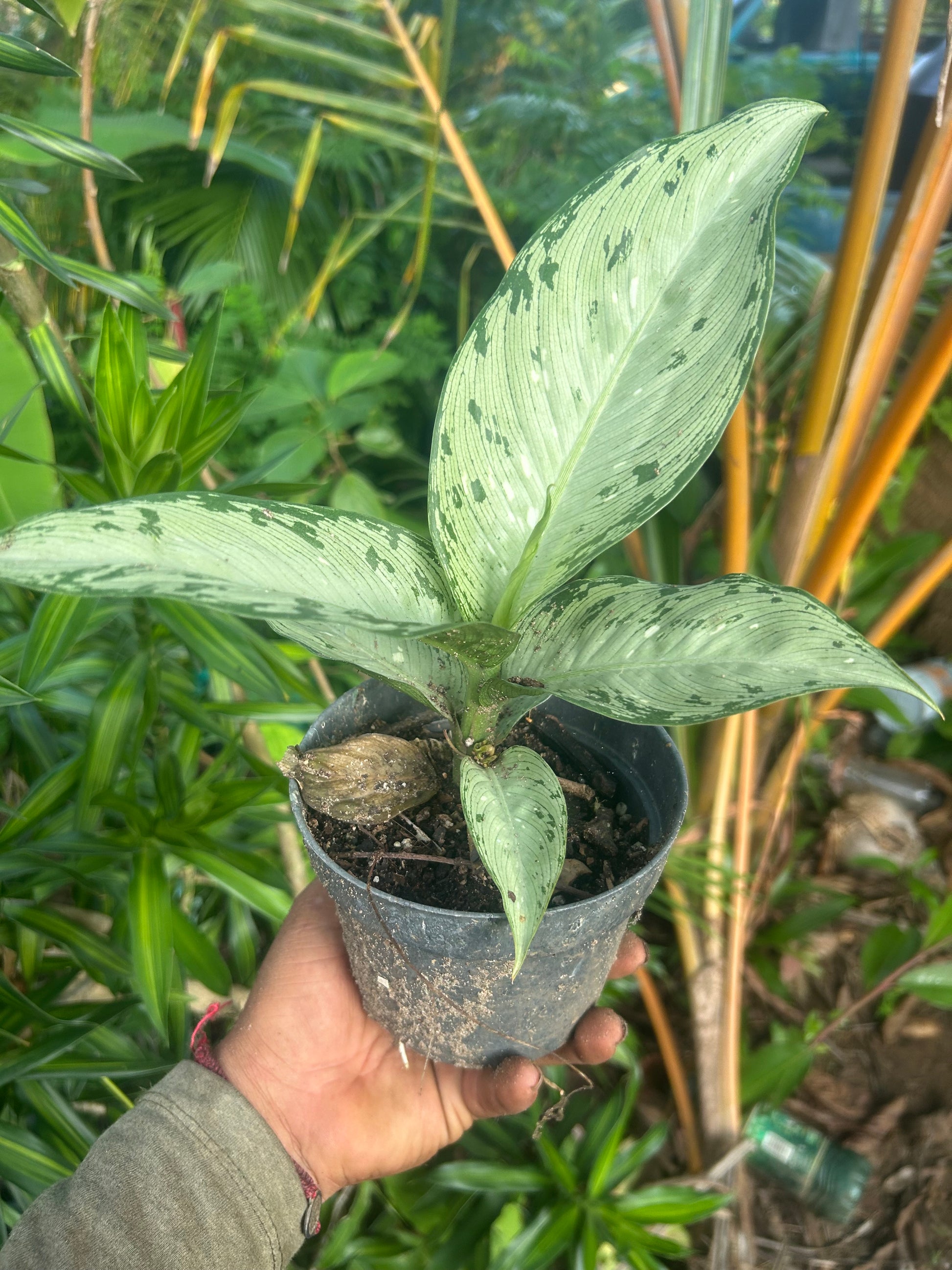 planta dieffenbachia precio Dieffenbachia “Tiki” – Viveros Girasol