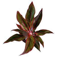 Aglaonema Siam Aurora